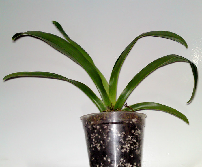 Paphiopedilum