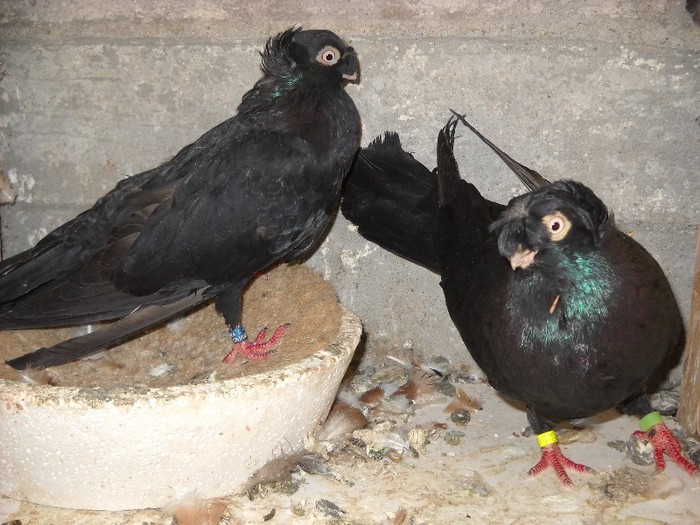 bimotati 04.10.2011