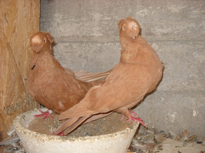 bimotati 04.10.2011