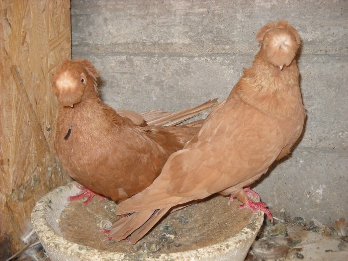bimotati 04.10.2011