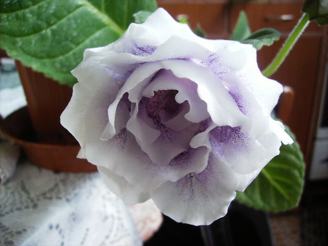 gloxinia - septembrie 2011