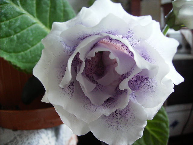 gloxinia 2 - septembrie 2011