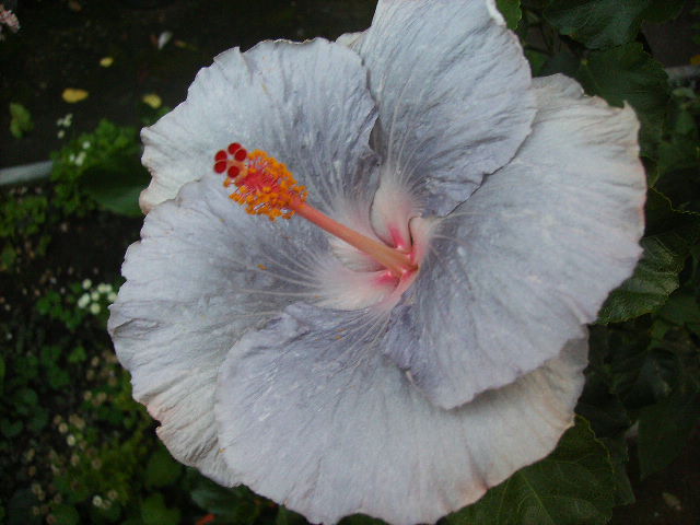 hibiscus - septembrie 2011