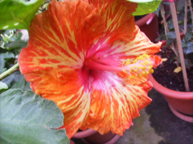 hibiscus - septembrie 2011