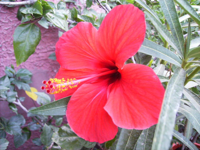 hibiscus - septembrie 2011