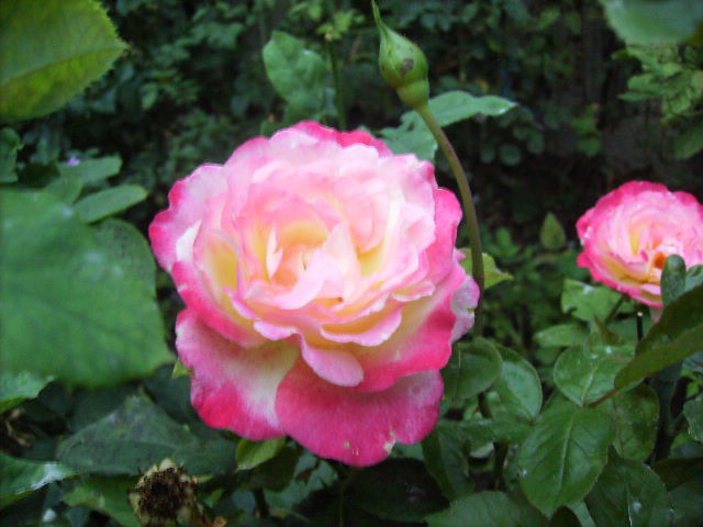 trandafir - septembrie 2011