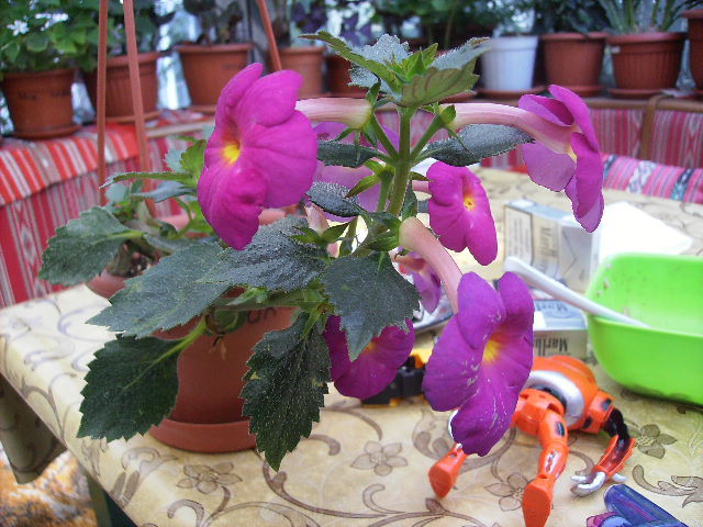 achimenes - septembrie 2011