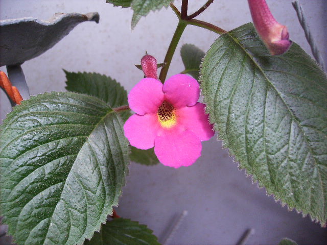 achimenes