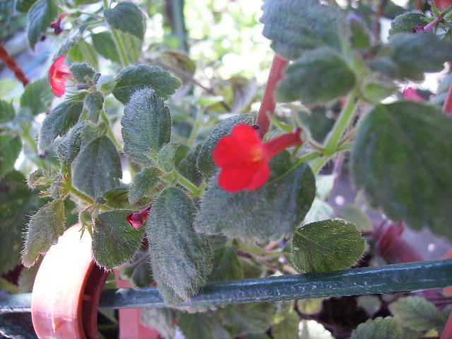achimenes
