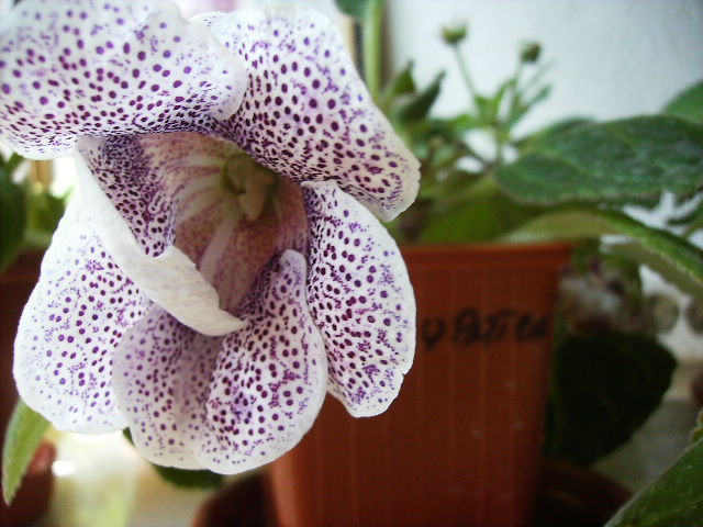 gloxinia