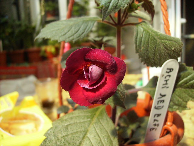 achimenes Pettitte fadette