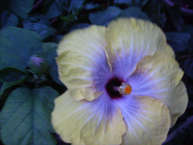 hibiscus