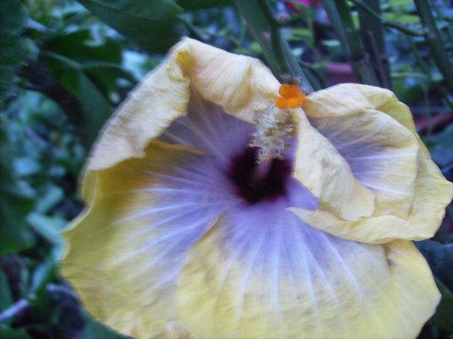 hibiscus