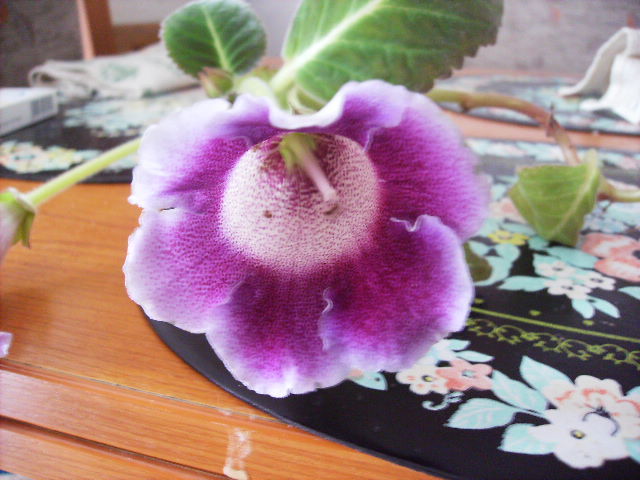 gloxinia