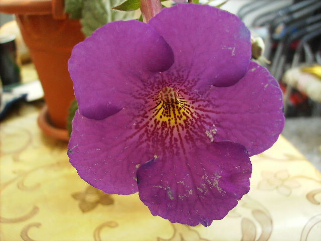 comparatie achimenes India