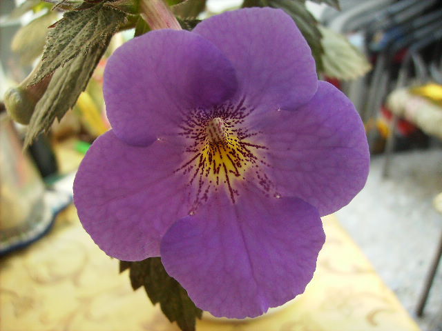 si achimenes Rainbow