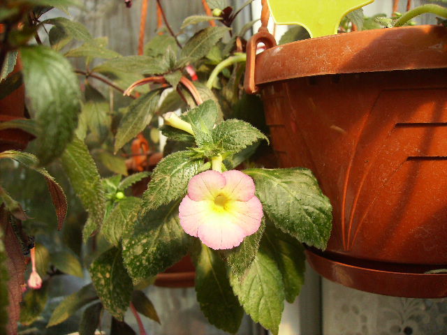achimenes Sauline