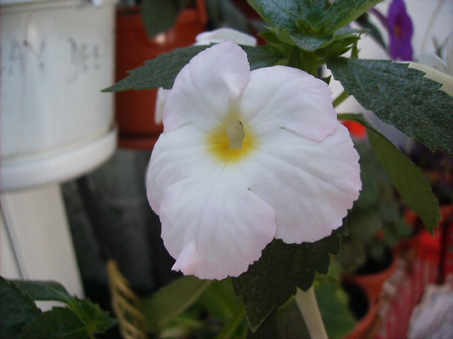 achimenes