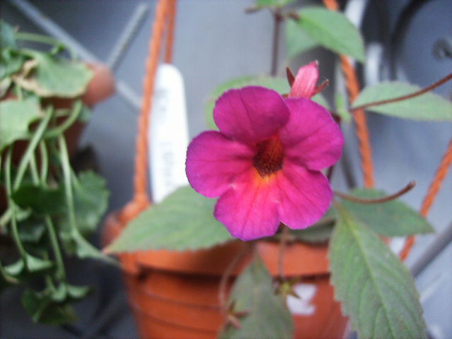 achimenes Lady Littelton