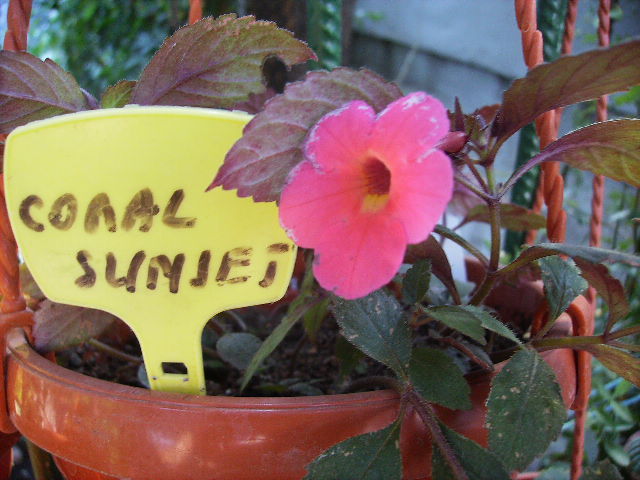 achimenes Coral sunset
