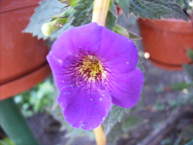 achimenes Rainbow varior