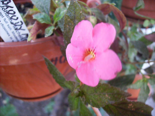 achimenes Bloody marie