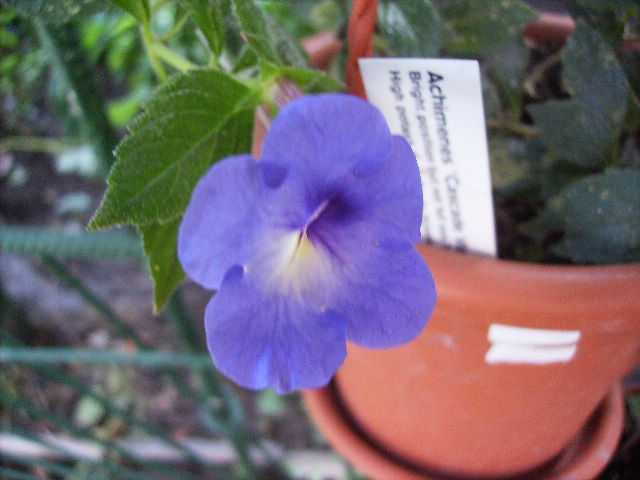 achimenes Violet Night