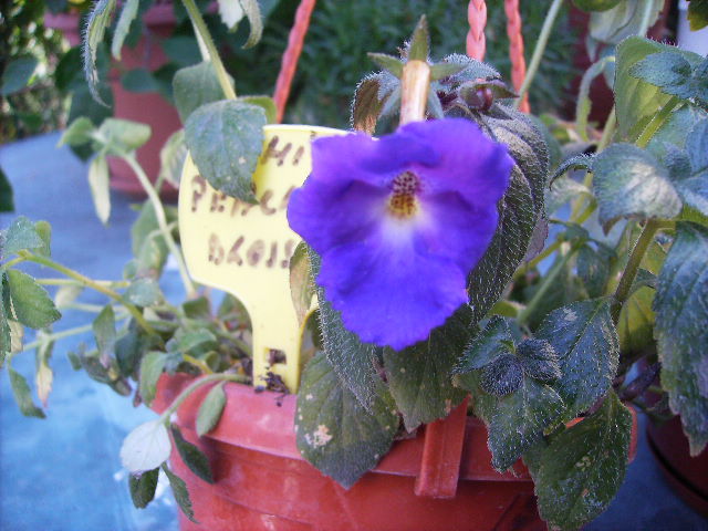 achimenes Peach Blossom - septembrie 2011