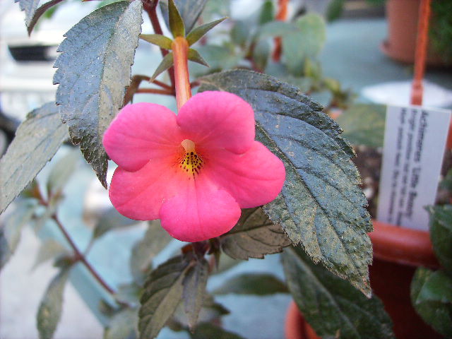 achimenes Little beauty