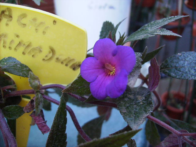 achimenes Prima Dona - septembrie 2011