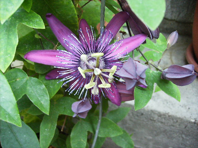 passiflora - septembrie 2011