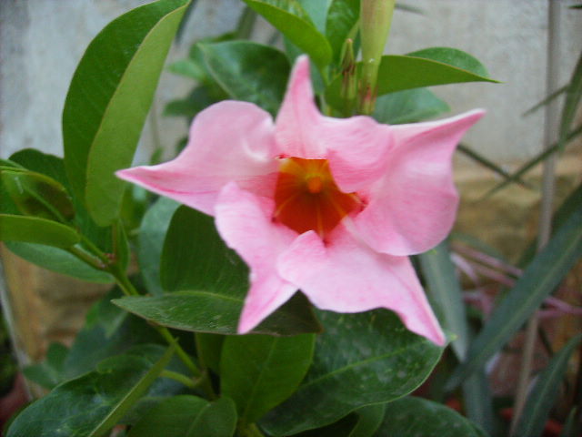 dipladenia - septembrie 2011