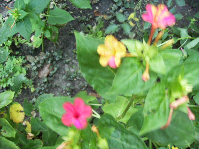 buna seara,buna dimineata