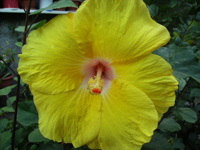 hibiscus