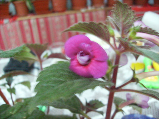 achimenes Pettitte fadette