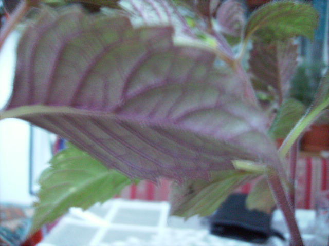 frunza achi Hard to get