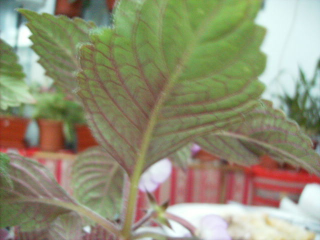 frunza de achi Pettitte Fadette