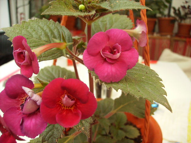 achimenes Pettitte fadette