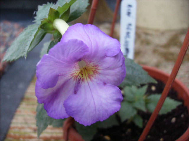 achimenes Blueberi riplle