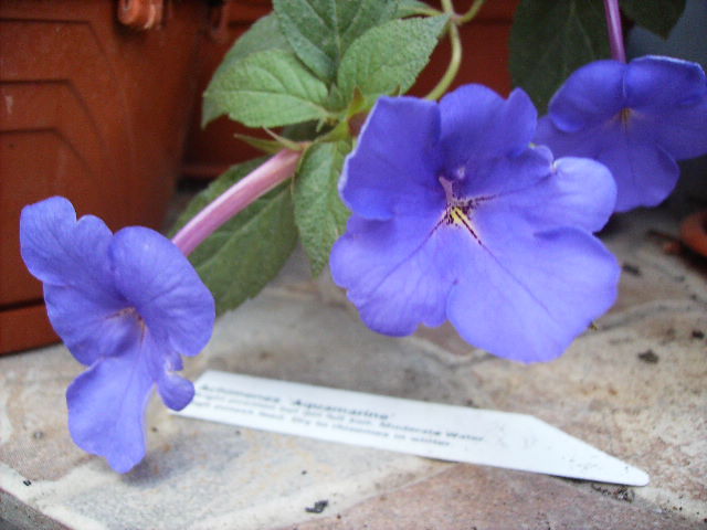 achimenes aquamarine