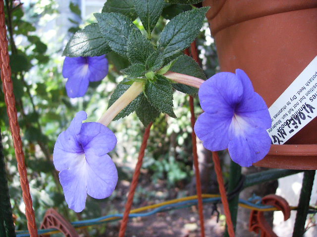 achimenes Violet Night
