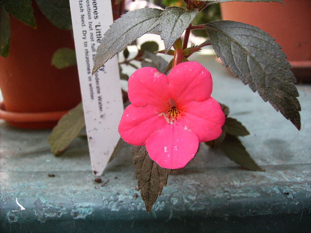 achimenes Little beauty