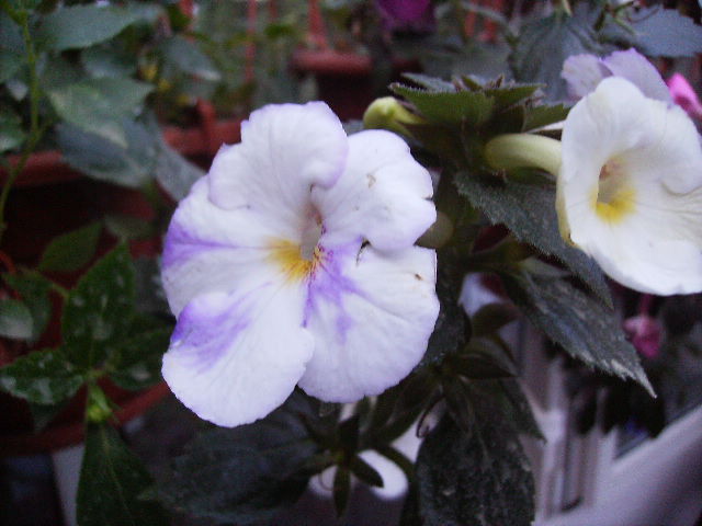 achimenes modificari