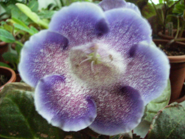 gloxinia
