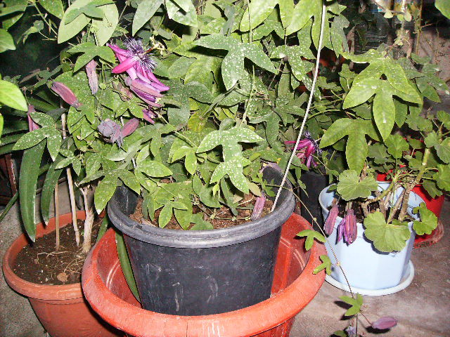 passiflora - septembrie 2011