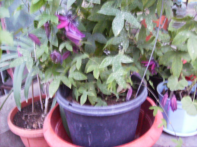 passiflora 2 - septembrie 2011