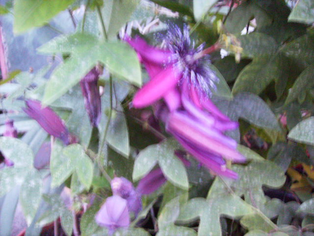 passiflora 3 - septembrie 2011