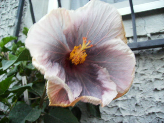 hibiscus - septembrie 2011