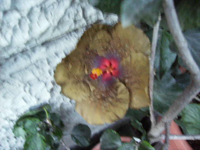 hibiscus - septembrie 2011