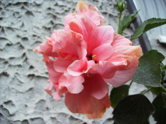 hibiscus - septembrie 2011